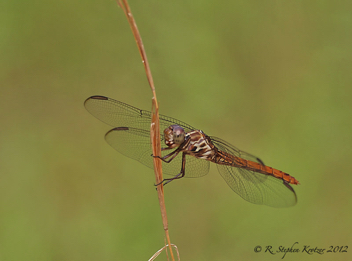 Orthemis ferruginea, female